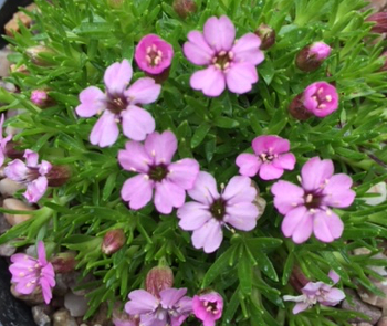 Silene acaulis Compact Pink 